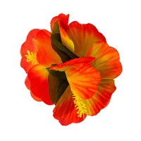 Hawaii sprādze, lielziedu, oranža