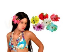 Hawaii sprādze, lielziedu